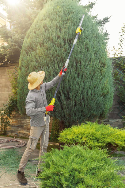 Best Pest Control for Lawns  in Newport Beach, CA